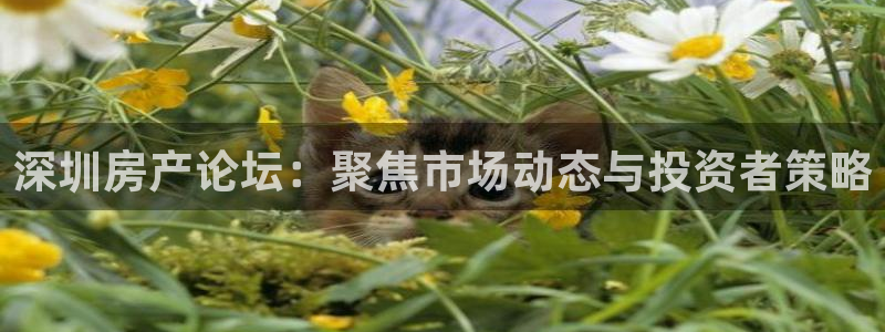 和记娱真好h88285官网：深圳房产论坛：聚焦市场动态与投资